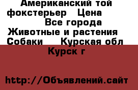 Американский той фокстерьер › Цена ­ 25 000 - Все города Животные и растения » Собаки   . Курская обл.,Курск г.